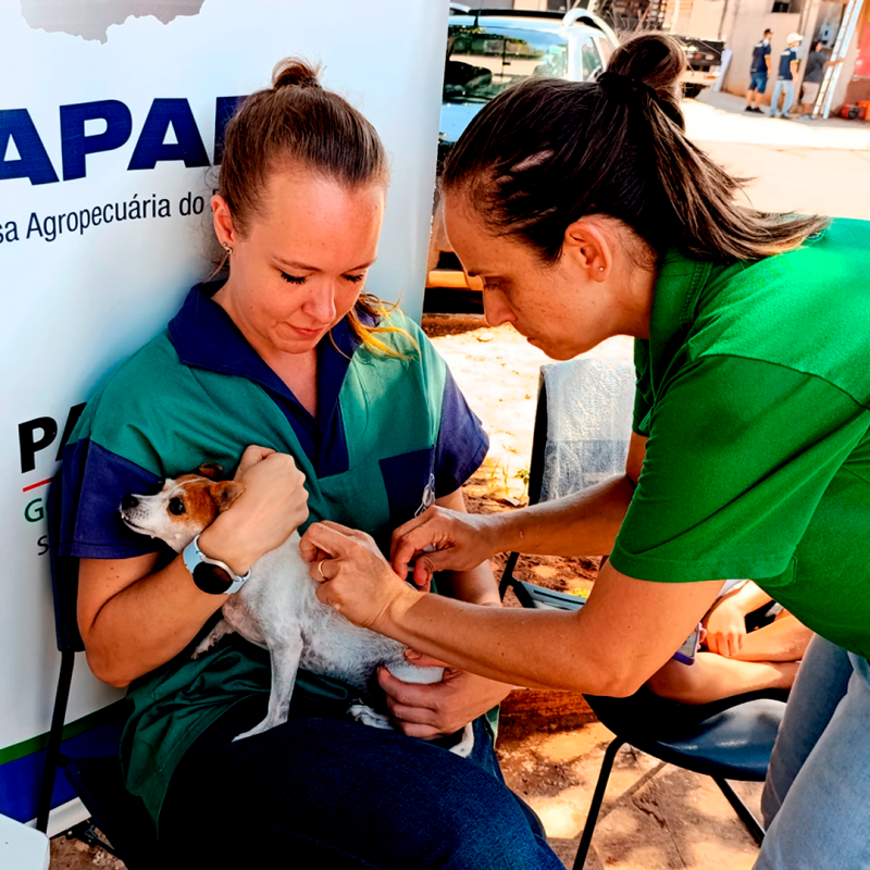 Prefeitura de Icaraíma realiza Dia de Vacinação Pet e imuniza mais de 170 animais gratuitamente